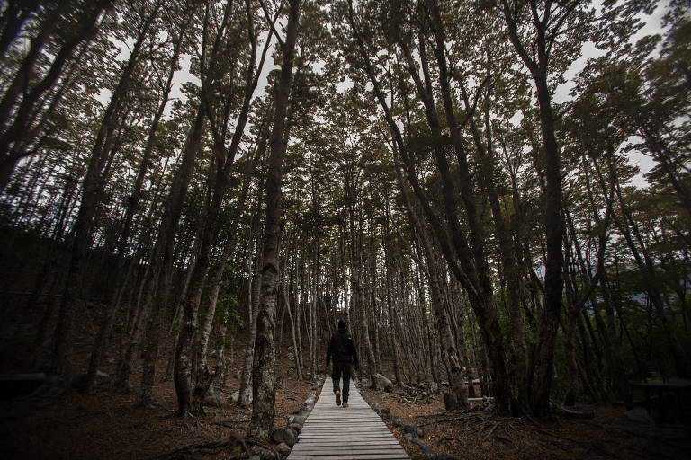 Turistas passam por trilha até chegar ao glaciar Serrano