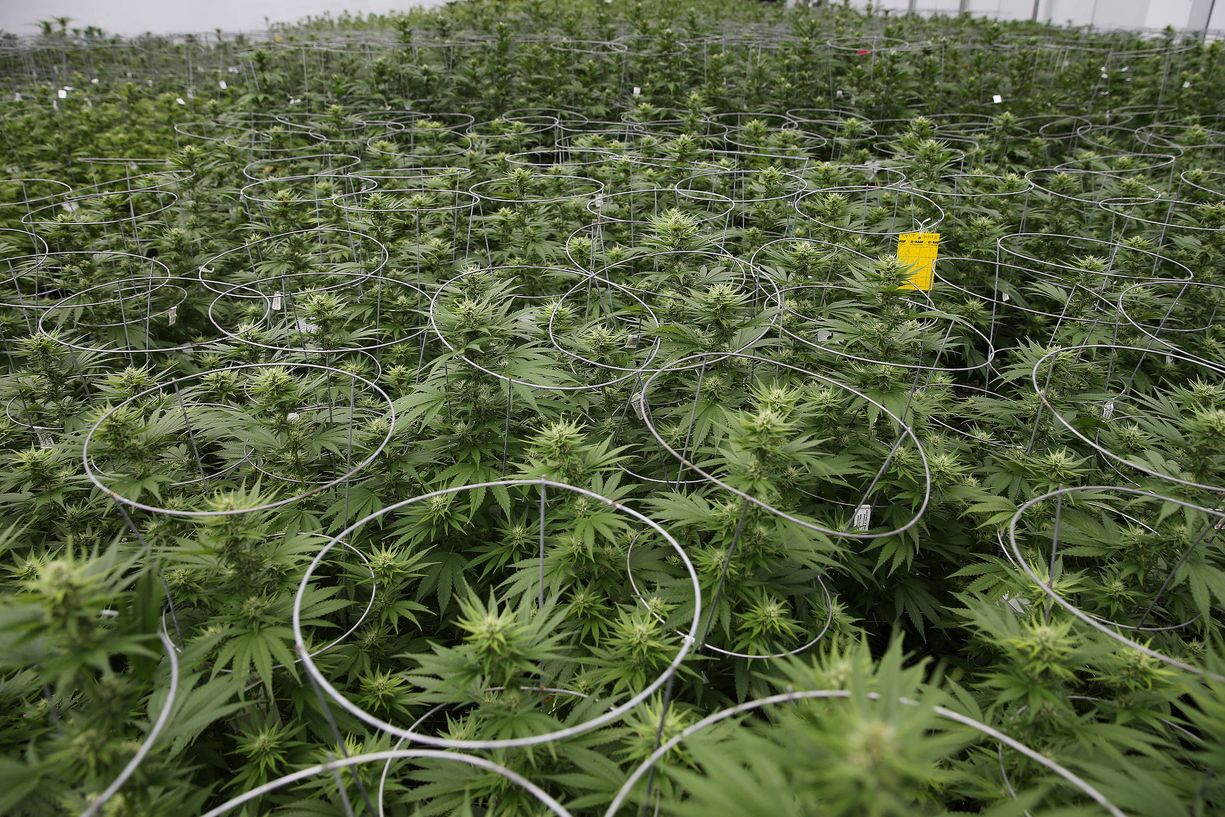 lazy placeholder Anvisa pode atrasar regulação do plantio de maconha para uso medicinal