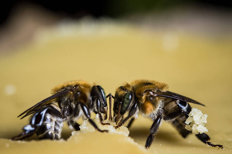 Duas abelhas próximas umas das outras