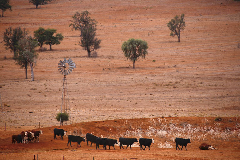 Gado em área afetada por seca em Nova Gales do Sul, na Austrália; com pouca água, país investiu na organização de suas cadeias de commodities