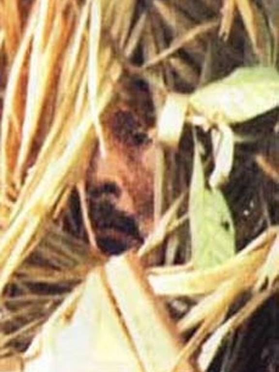 Indígena que vivia isolado na Terra Indígena Tanaru, em Rondônia; ele foi encontrado morto em agosto deste ano