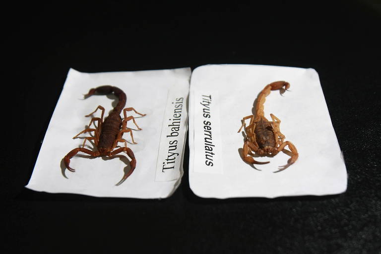 Escorpiões das espécies Tityus bahiensis (marrom) e Tityus serrulatus (amarelo), no Centro de Controle de Zoonoses de Ribeirão Preto (SP)