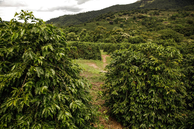 Plantação de café na região de Alfenas (MG)