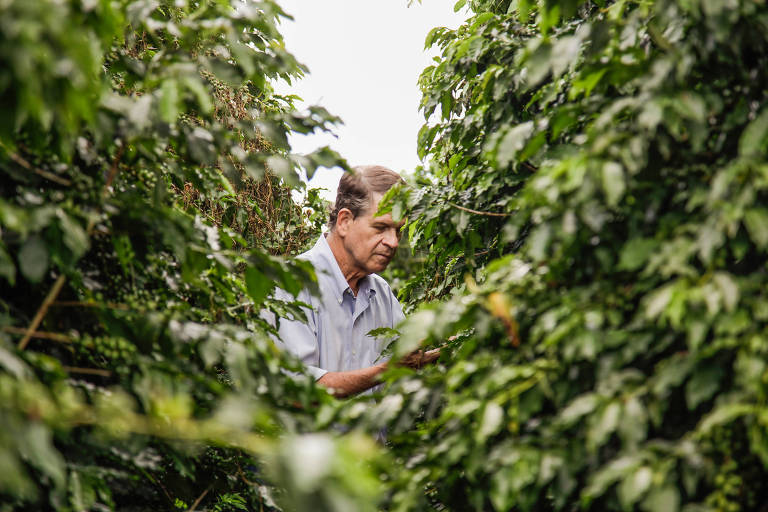 Marcelo Vieira, produtor de café e cana e presidente de Sociedade Rural Brasileira, em cafezal