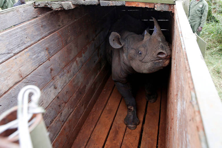 rinoceronte em caixa de madeira