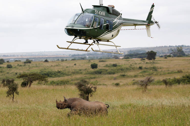 Rinocerontes-negros do Quênia
