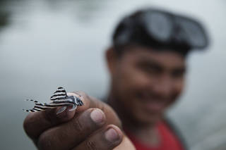 Acari-zebra capturado na Volta Grande do rio Xingu