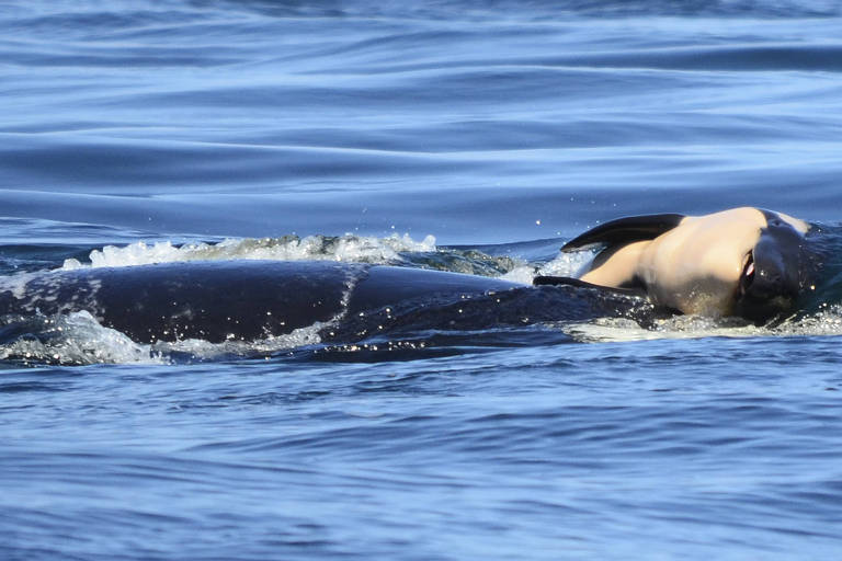  A orca que carregou seu filhote morto durante dias
