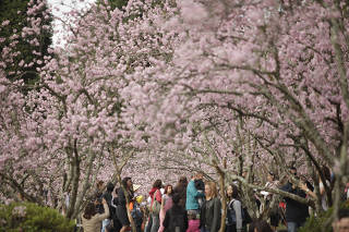 Festa Cerejeiras, no parque do Carmo