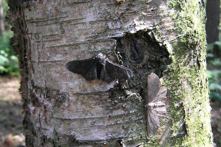 Mariposas no tronco da árvore
