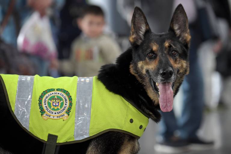 Sombra, a cadela ameaçada pela guerra das drogas na Colômbia
