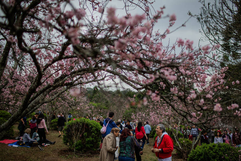 Festa da Cerejeira no Parque do Carmo