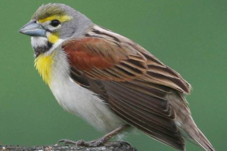 Pesquisadores dizem que, ao longo do século 20, 'hábitats urbanos se tornaram mais favoráveis aos pássaros'
