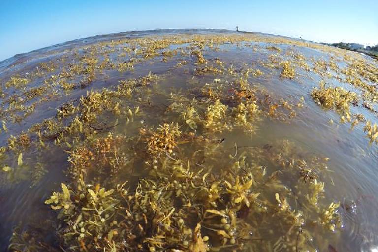 As impressionantes ilhas de algas que ameaçam os mais badalados destinos do Caribe