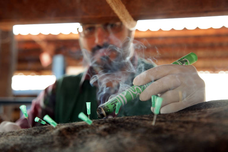 O veterinário Bruno Fornitano Cholfe, 36, faz tratamento com agulhas em touro de uma fazenda em Icém (SP)