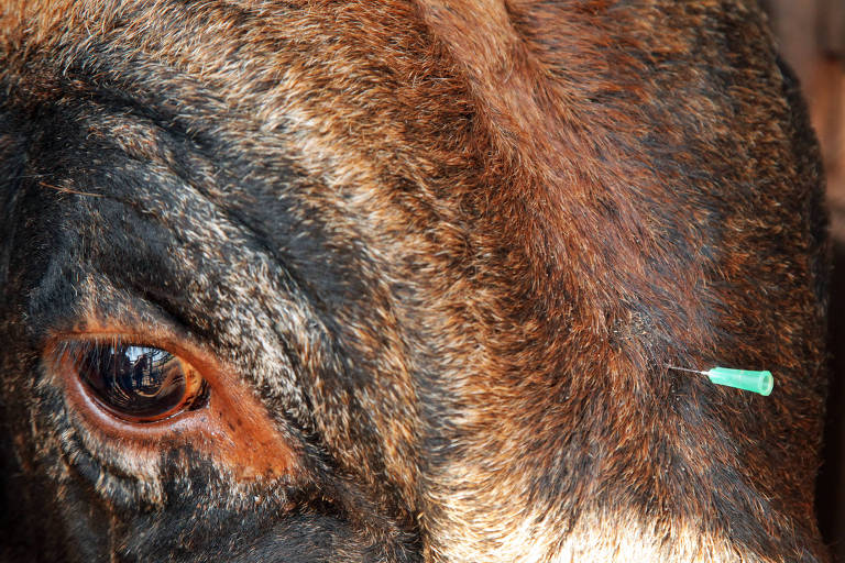 Peão de rodeio é pisoteado por touro de 800 kg e morre :: Notícias