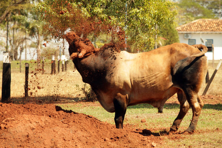 Saiba como surgem nomes de touros usados em rodeios - 26/08/2023 -  Cotidiano - Folha