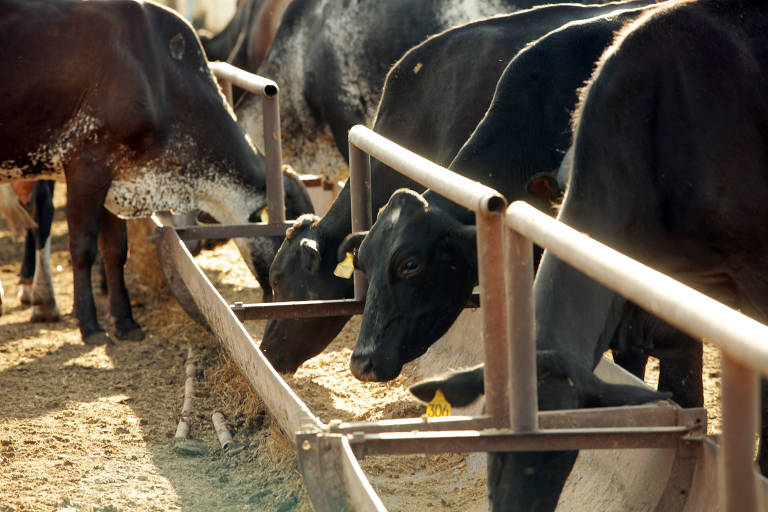 Vacas se alimentam em Barretos, no interior de São Paulo