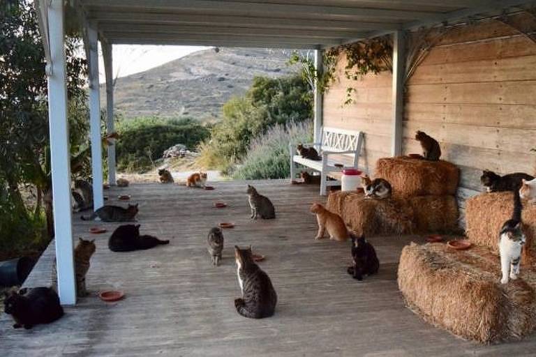 santuário animal tem 55 gatos