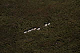 Cattle walk on a tract of Amazon rainforest that has been cleared near Novo Progresso