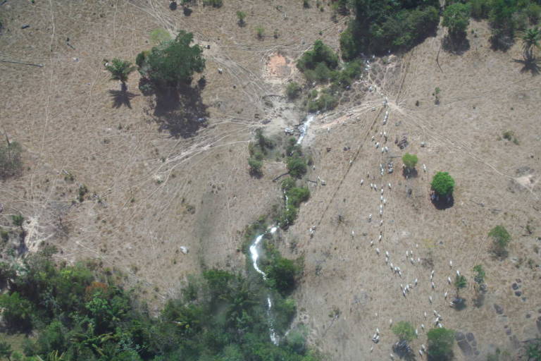 Vista aérea de área da União desmatada por organização criminosa em Novo Progresso (PA); transformados em pastos para gado