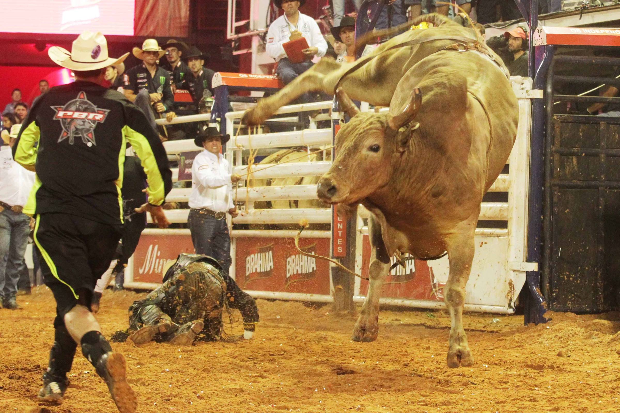 Touros enfrentam chutes e som alto em rodeios pequenos de São Paulo -  21/05/2018 - Cotidiano - Folha