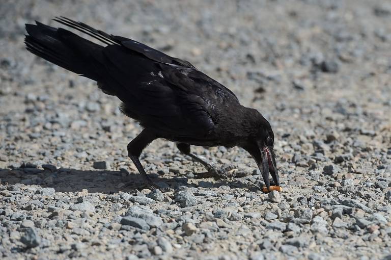 Muitos neurônios associativos tornam corvos inteligentes