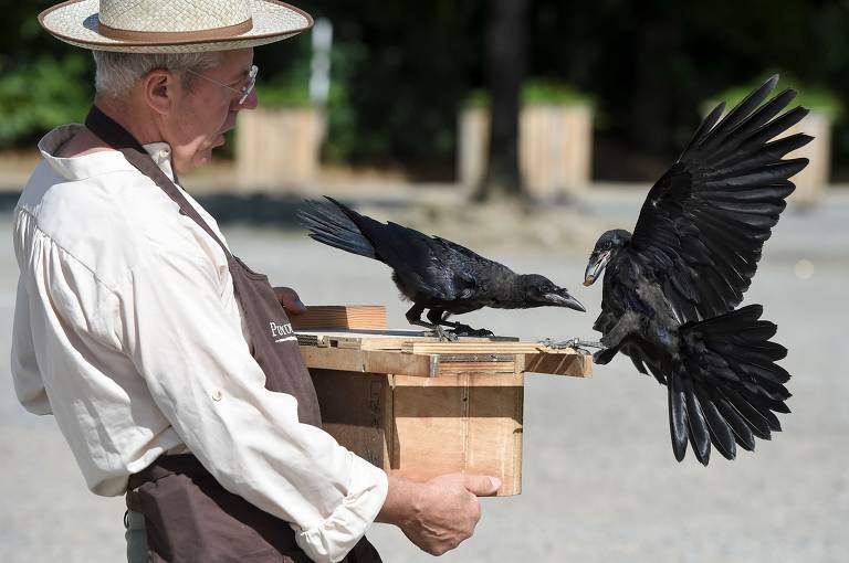 Homem olha para seus dois corvos