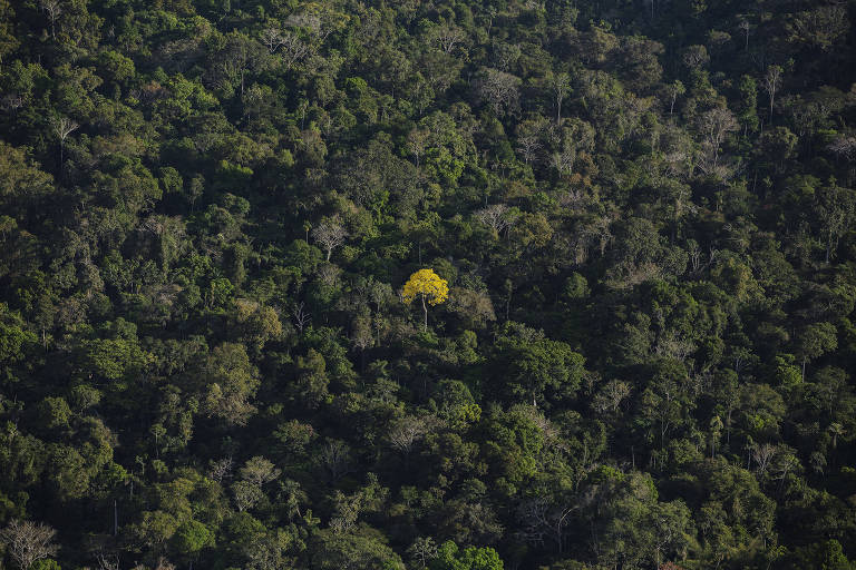Ipê amarelo em meio à floresta verde