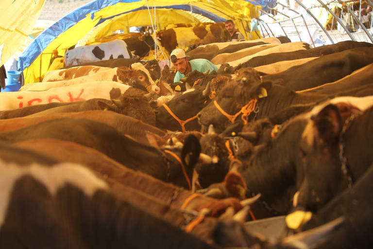 Turco confere gado antes de abate em Ancara