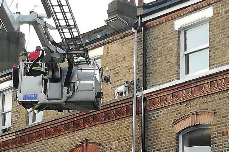 Brigada de bombeiros de Londres salva cachorrinho