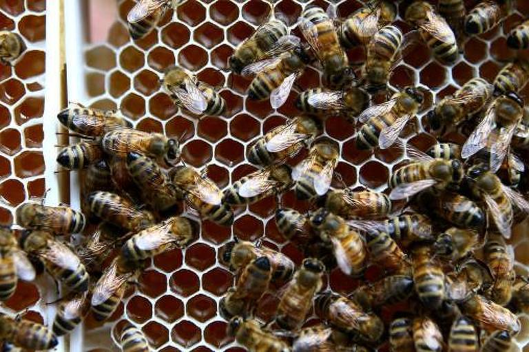 As abelhas têm papel essencial na polinização e a exterminação delas pode trazer sérios prejuízos para a produção de alimentos