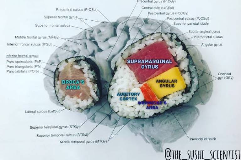 Sushis de salmão e de atum, manga e kani mostram diferentes regiões do cérebro