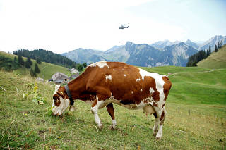 A cow is seen as Swiss Air Force Super Puma helicopter delivers water for cows in a pasture due to an ongoing drought near Rossiniere
