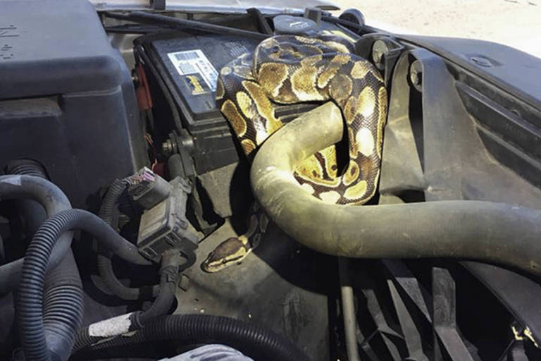 Cobra é encontrada dentro de carro