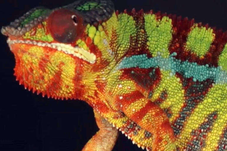 Ciência explica como esses animais captam as cores em seus corpos