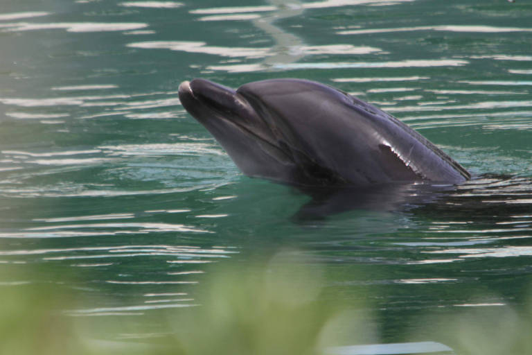 Honey, uma golfinho-nariz-de-garrafa foi abandonada no Inubosaki Marine Park Aquarium em Choshi, no Japão 