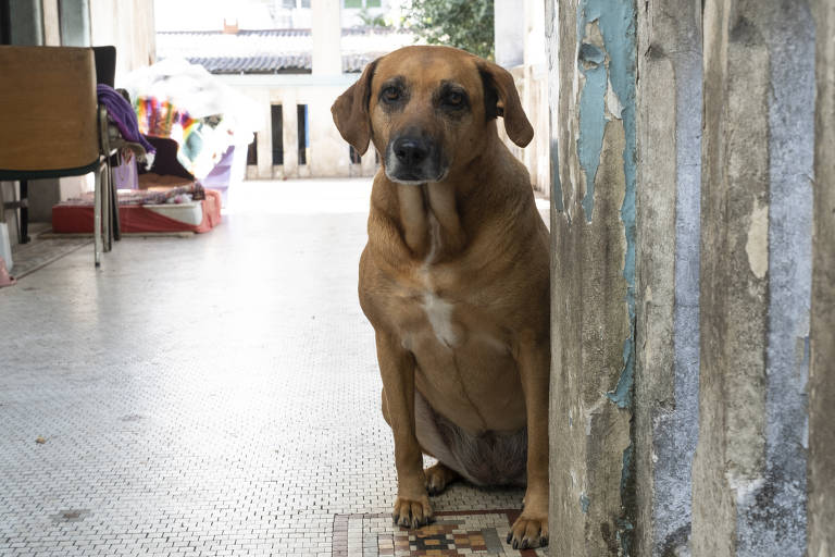 A cadela Rosa, que ajuda os seguranças que guardam a casa, na varanda à entrada da casa