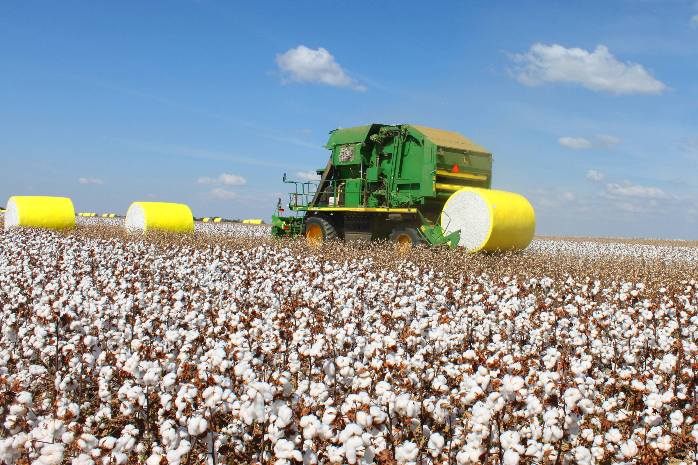 Colheita de algodão cresce no Brasil e faz país ser grande vendedor do produto - 05/06/2019 - Mercado - Fotografia - Folha de S.Paulo