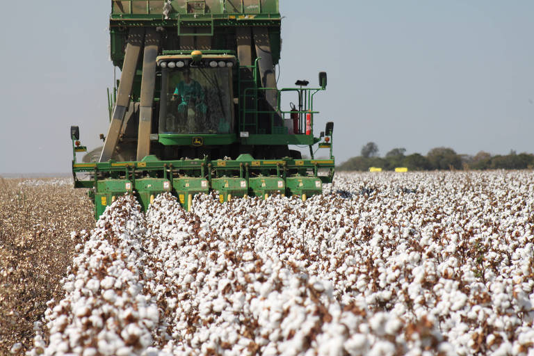 Colheita de algodão em Goiás