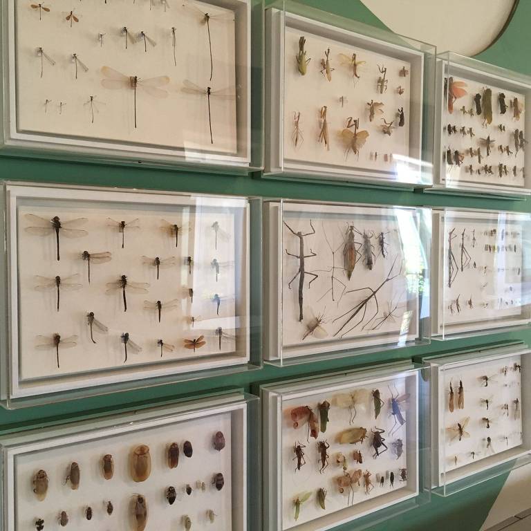 Coleção de insetos que integrava acervo do Museu Nacional