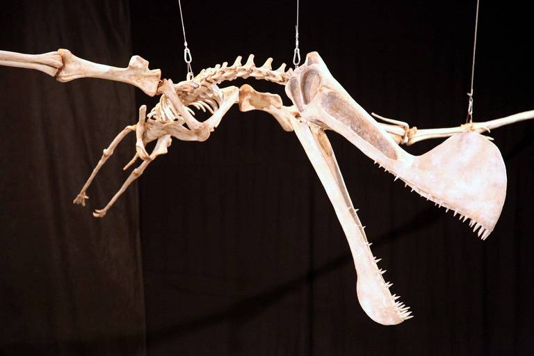 Esqueleto construído de um pterossauro 