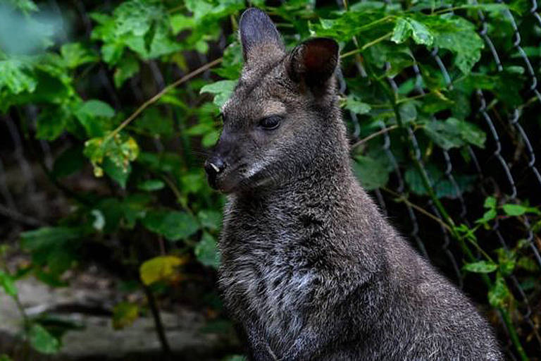 Polícia austríaca ainda não conseguiu confirmar a espécie do canguru avistado no norte do país

