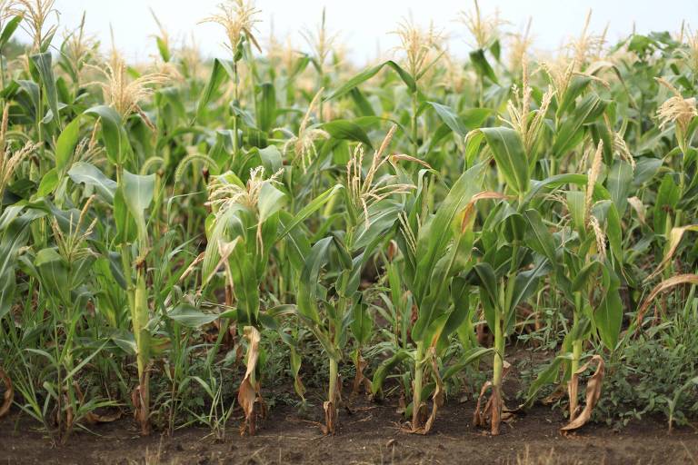 EUA colocam 20 milhões de toneladas de milho a menos no mercado