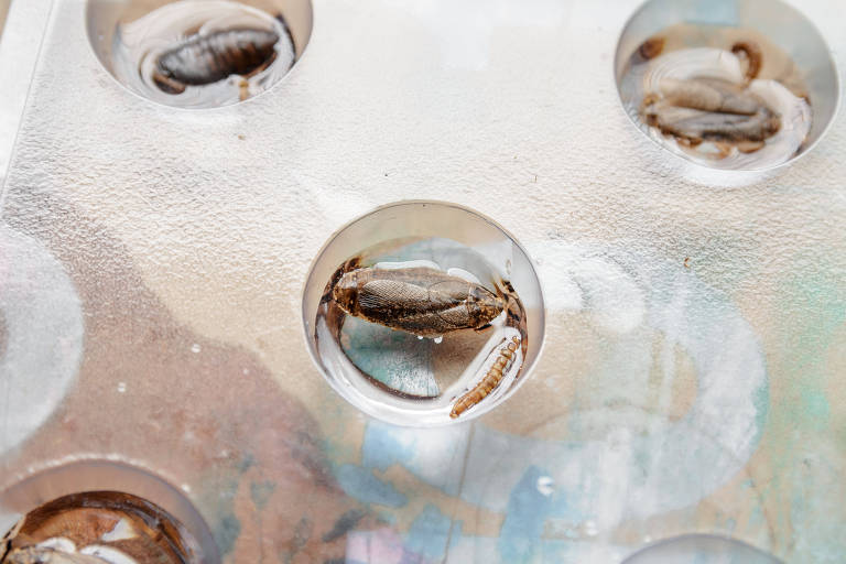 Detalhe da produção da capa de ‘Nove Meses’, de Gustavo Piqueira, que trará insetos mortos dentro de globos de resina