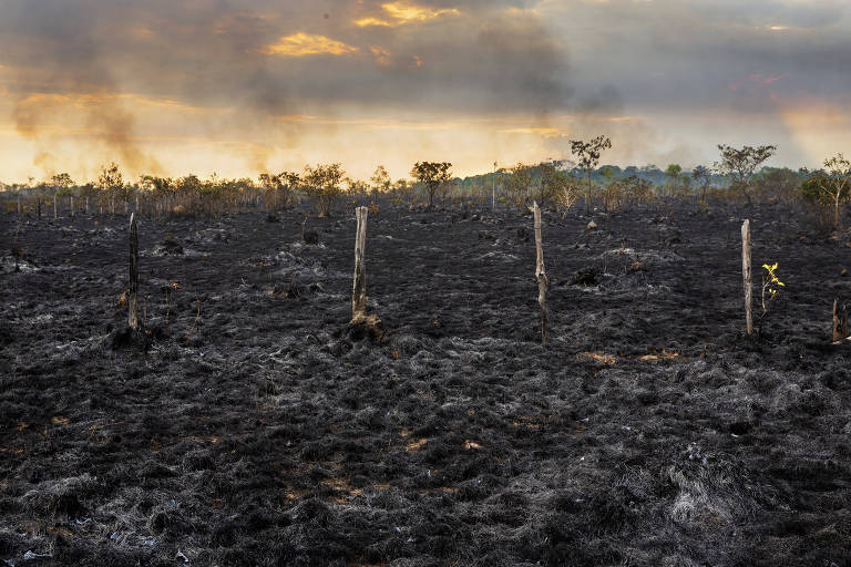 Área de pasto queimado as margens da Br-319 próximo a Humaitá, no Amazonas