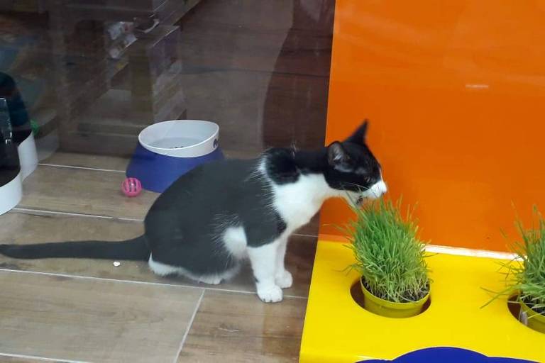 Adoção de gatos na Petz