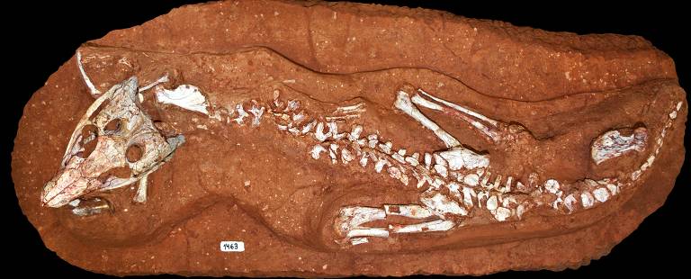 Nova espécie de crocodilo de 85 milhões de anos é batizada de 'caipira mineiro'