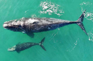 A Southern Right Whale and its baby are seen near Quintay