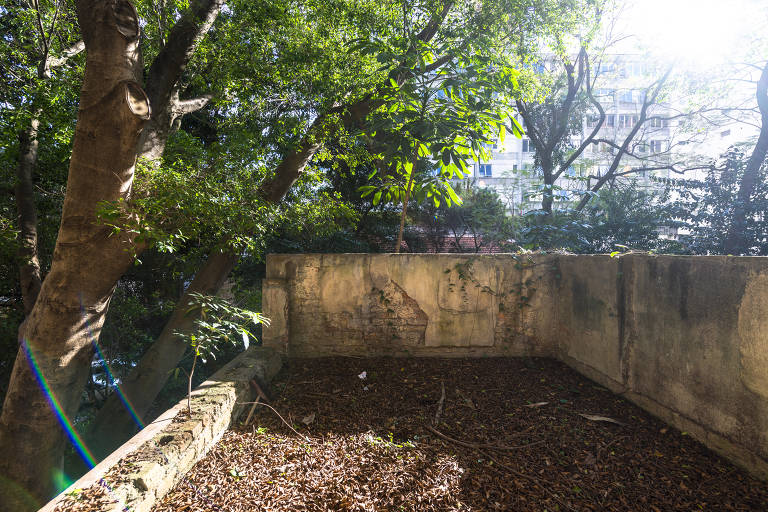 Terraço no andar superior da casa; à esquerda, figueira que destruiu parte da cobertura